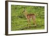 Baby Impala, by Chobe River, Chobe NP, Kasane, Botswana, Africa-David Wall-Framed Photographic Print