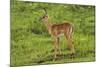 Baby Impala, by Chobe River, Chobe NP, Kasane, Botswana, Africa-David Wall-Mounted Photographic Print