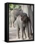 Baby Indian Elephant, Will be Trained to Carry Tourists, Bandhavgarh National Park, India-Tony Heald-Framed Stretched Canvas