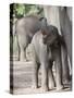 Baby Indian Elephant, Will be Trained to Carry Tourists, Bandhavgarh National Park, India-Tony Heald-Stretched Canvas