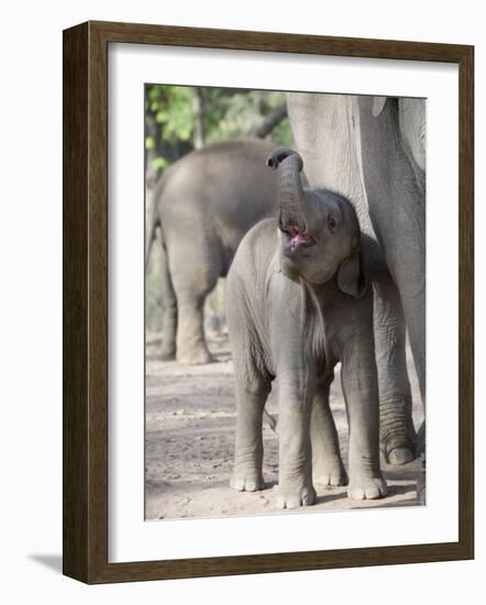 Baby Indian Elephant, Will be Trained to Carry Tourists, Bandhavgarh National Park, India-Tony Heald-Framed Photographic Print