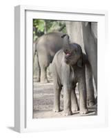 Baby Indian Elephant, Will be Trained to Carry Tourists, Bandhavgarh National Park, India-Tony Heald-Framed Photographic Print