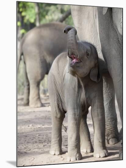 Baby Indian Elephant, Will be Trained to Carry Tourists, Bandhavgarh National Park, India-Tony Heald-Mounted Photographic Print