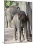 Baby Indian Elephant, Will be Trained to Carry Tourists, Bandhavgarh National Park, India-Tony Heald-Mounted Photographic Print