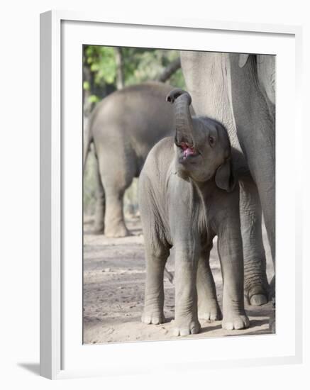 Baby Indian Elephant, Will be Trained to Carry Tourists, Bandhavgarh National Park, India-Tony Heald-Framed Photographic Print