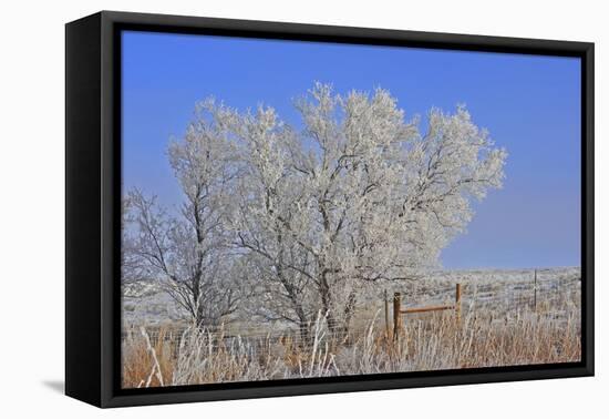 Baby its Cold Outside-Amanda Lee Smith-Framed Stretched Canvas