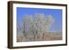 Baby its Cold Outside-Amanda Lee Smith-Framed Photographic Print
