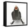 Baby Jackdaw (Corvus Monedula) Gaping to Be Fed-Mark Taylor-Framed Stretched Canvas