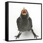 Baby Jackdaw (Corvus Monedula) Gaping to Be Fed-Mark Taylor-Framed Stretched Canvas