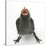Baby Jackdaw (Corvus Monedula) Gaping to Be Fed-Mark Taylor-Stretched Canvas