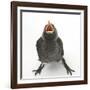 Baby Jackdaw (Corvus Monedula) Gaping to Be Fed-Mark Taylor-Framed Premium Photographic Print