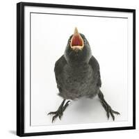 Baby Jackdaw (Corvus Monedula) Gaping to Be Fed-Mark Taylor-Framed Premium Photographic Print