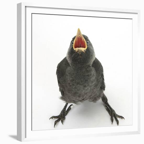 Baby Jackdaw (Corvus Monedula) Gaping to Be Fed-Mark Taylor-Framed Premium Photographic Print