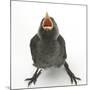 Baby Jackdaw (Corvus Monedula) Gaping to Be Fed-Mark Taylor-Mounted Photographic Print