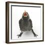 Baby Jackdaw (Corvus Monedula) Gaping to Be Fed-Mark Taylor-Framed Photographic Print