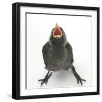 Baby Jackdaw (Corvus Monedula) Gaping to Be Fed-Mark Taylor-Framed Photographic Print