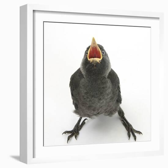 Baby Jackdaw (Corvus Monedula) Gaping to Be Fed-Mark Taylor-Framed Photographic Print