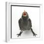 Baby Jackdaw (Corvus Monedula) Gaping to Be Fed-Mark Taylor-Framed Photographic Print