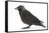 Baby Jackdaw (Corvus Monedula) Profile-Mark Taylor-Framed Stretched Canvas