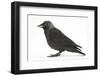 Baby Jackdaw (Corvus Monedula) Profile-Mark Taylor-Framed Photographic Print
