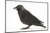 Baby Jackdaw (Corvus Monedula) Profile-Mark Taylor-Mounted Photographic Print