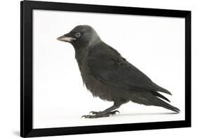 Baby Jackdaw (Corvus Monedula) Profile-Mark Taylor-Framed Photographic Print