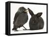 Baby Jackdaw (Corvus Monedula) with a Baby Black Rabbit-Mark Taylor-Framed Stretched Canvas