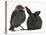 Baby Jackdaw (Corvus Monedula) with a Baby Black Rabbit-Mark Taylor-Stretched Canvas