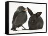 Baby Jackdaw (Corvus Monedula) with a Baby Black Rabbit-Mark Taylor-Framed Stretched Canvas