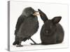 Baby Jackdaw (Corvus Monedula) with a Baby Black Rabbit-Mark Taylor-Stretched Canvas