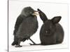 Baby Jackdaw (Corvus Monedula) with a Baby Black Rabbit-Mark Taylor-Stretched Canvas