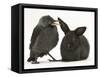 Baby Jackdaw (Corvus Monedula) with a Baby Black Rabbit-Mark Taylor-Framed Stretched Canvas