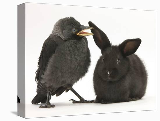 Baby Jackdaw (Corvus Monedula) with a Baby Black Rabbit-Mark Taylor-Stretched Canvas