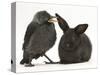 Baby Jackdaw (Corvus Monedula) with a Baby Black Rabbit-Mark Taylor-Stretched Canvas