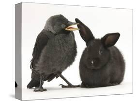 Baby Jackdaw (Corvus Monedula) with a Baby Black Rabbit-Mark Taylor-Stretched Canvas