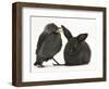 Baby Jackdaw (Corvus Monedula) with a Baby Black Rabbit-Mark Taylor-Framed Photographic Print