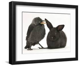 Baby Jackdaw (Corvus Monedula) with a Baby Black Rabbit-Mark Taylor-Framed Photographic Print