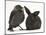 Baby Jackdaw (Corvus Monedula) with a Baby Black Rabbit-Mark Taylor-Mounted Photographic Print
