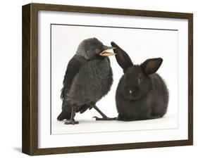 Baby Jackdaw (Corvus Monedula) with a Baby Black Rabbit-Mark Taylor-Framed Photographic Print