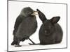 Baby Jackdaw (Corvus Monedula) with a Baby Black Rabbit-Mark Taylor-Mounted Photographic Print