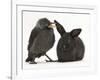 Baby Jackdaw (Corvus Monedula) with a Baby Black Rabbit-Mark Taylor-Framed Photographic Print