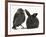 Baby Jackdaw (Corvus Monedula) with a Baby Black Rabbit-Mark Taylor-Framed Photographic Print