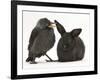 Baby Jackdaw (Corvus Monedula) with a Baby Black Rabbit-Mark Taylor-Framed Photographic Print