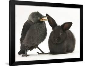 Baby Jackdaw (Corvus Monedula) with a Baby Black Rabbit-Mark Taylor-Framed Photographic Print