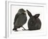 Baby Jackdaw (Corvus Monedula) with a Baby Black Rabbit-Mark Taylor-Framed Photographic Print