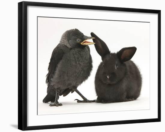 Baby Jackdaw (Corvus Monedula) with a Baby Black Rabbit-Mark Taylor-Framed Photographic Print