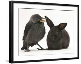 Baby Jackdaw (Corvus Monedula) with a Baby Black Rabbit-Mark Taylor-Framed Photographic Print