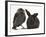 Baby Jackdaw (Corvus Monedula) with a Baby Black Rabbit-Mark Taylor-Framed Photographic Print