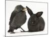 Baby Jackdaw (Corvus Monedula) with a Baby Black Rabbit-Mark Taylor-Mounted Photographic Print