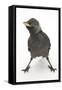 Baby Jackdaw (Corvus Monedula) with Feet Wide Apart-Mark Taylor-Framed Stretched Canvas